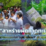 “สาหร่ายผักกาดทะเล” ศูนย์ศึกษาการพัฒนาอ่าวคุ้งกระเบนฯ พลิกฟื้นทรัพยากรชายฝั่ง สร้างอาชีพ และความยั่งยืน