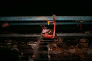 Bank for Animals_cover