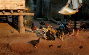 Chickens,Are,Waiting,For,Some,Dropped,Down,Hand,Milling,Rice.