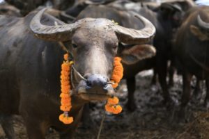 กระบือในพิธีสู่ขวัญ 1