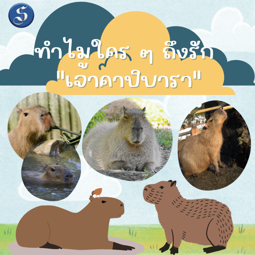 คาปิบารา