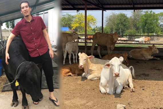 ฌอง ฟาร์มวัวปก