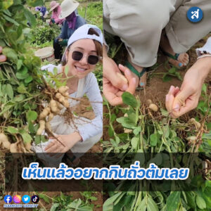 ปาล์มมี่