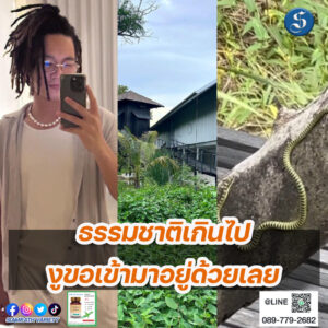 โทนี่รากแก่น