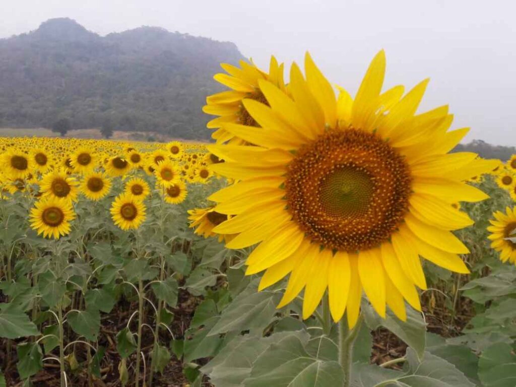 ทานตะวัน