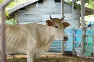 โคเงินล้าน