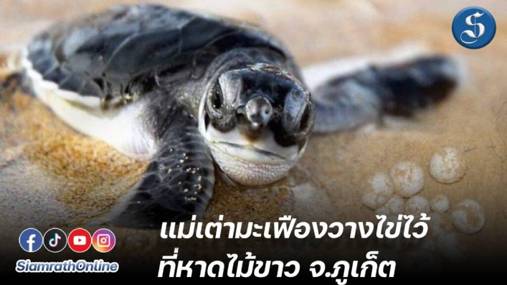 เต่ามะเฟือง