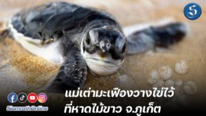 เต่ามะเฟือง