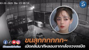 ปุยฝ้าย