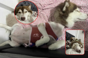 หมวยเล็ก ปก