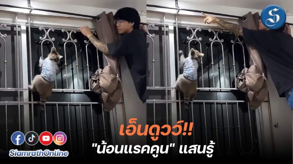 แรคคูนซ่อมผ้าม่าน ปก