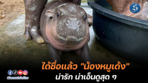 หมูเด้ง