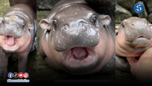 หมูเด้ง