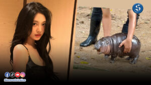 หมูเด้ง