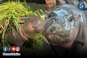 หมูเด้ง นิวยอร์คไทม์ ปก