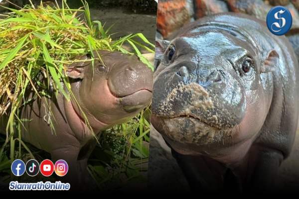 หมูเด้ง นิวยอร์คไทม์ ปก