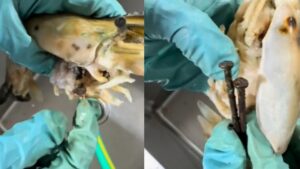 กุ้งยัดไส้ตะปู ปก