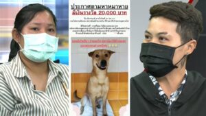 หมาหาย ทองดี โหนกระแส ปก