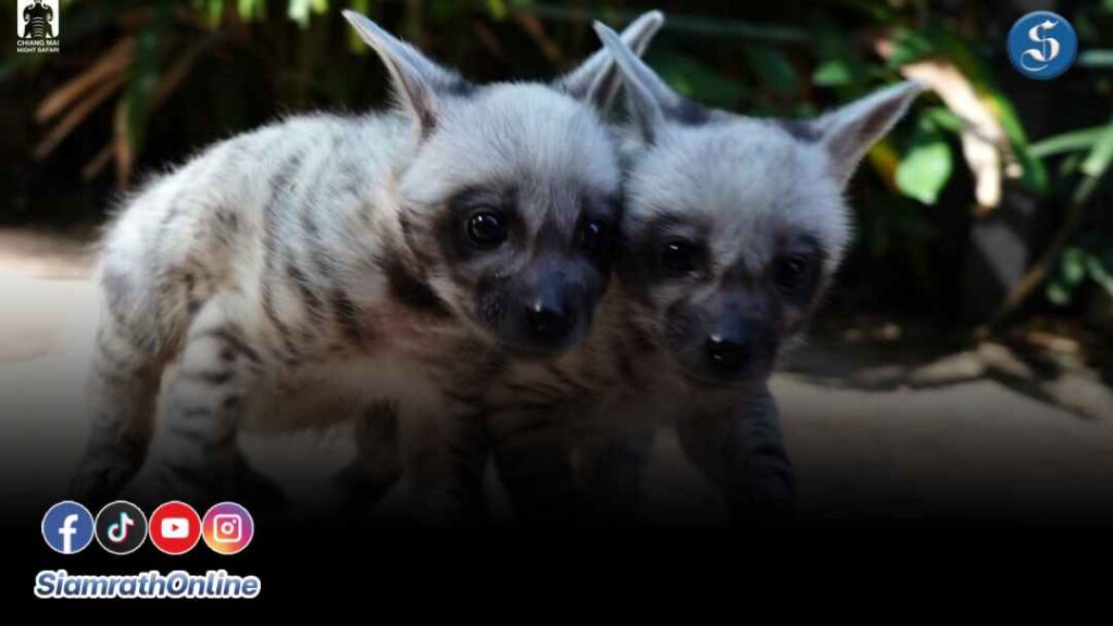 ลูกไฮยีน่า