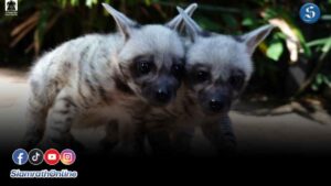 ลูกไฮยีน่า