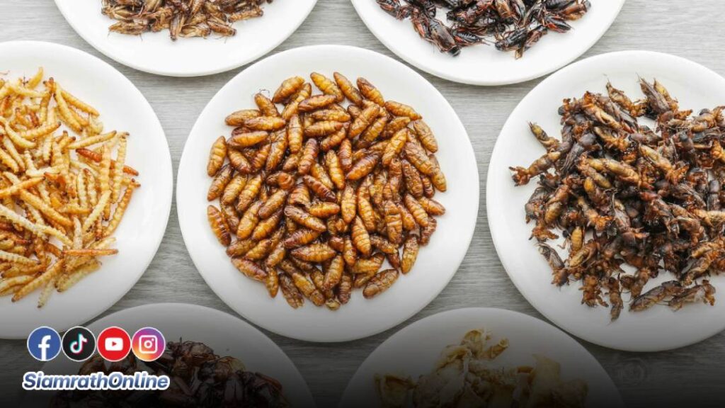 แมลงทอด