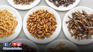 แมลงทอด