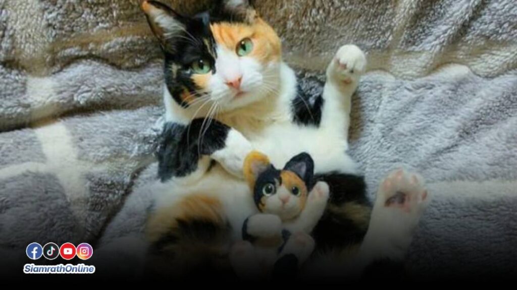 แมวสามสี