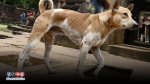 จ่าจ๊อด