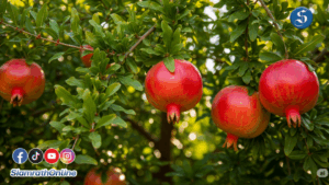 ใบทัมทิมไล่ผี